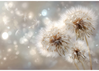 Фототапет Нежни глухарчета – светлина, ефирност и спокойствие